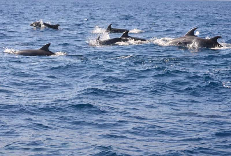 sighting of cetaceans from Morrojable