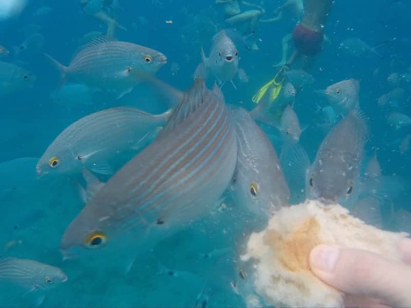 Füttern Sie den Fisch während der Bootsfahrt width=