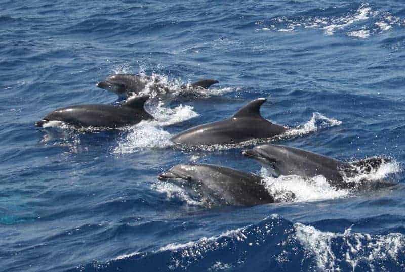 Barco para ver delfines desde Morrojable