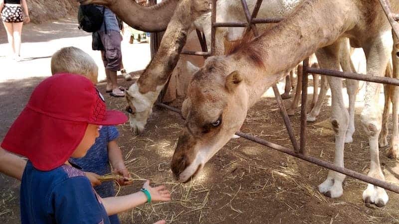 Niños alimentando los camellos en el zoo