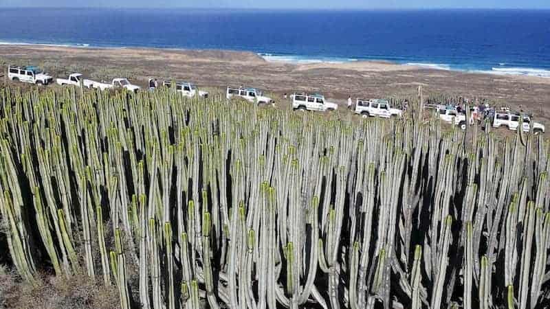 Cardones en el sur de Fuerteventura