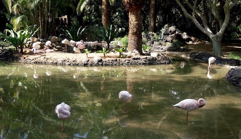 Pond of the flamingos