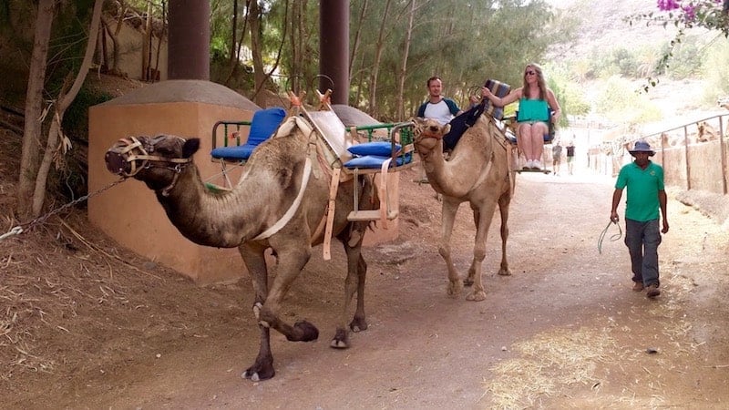 Paseo a camello por Oasis Park