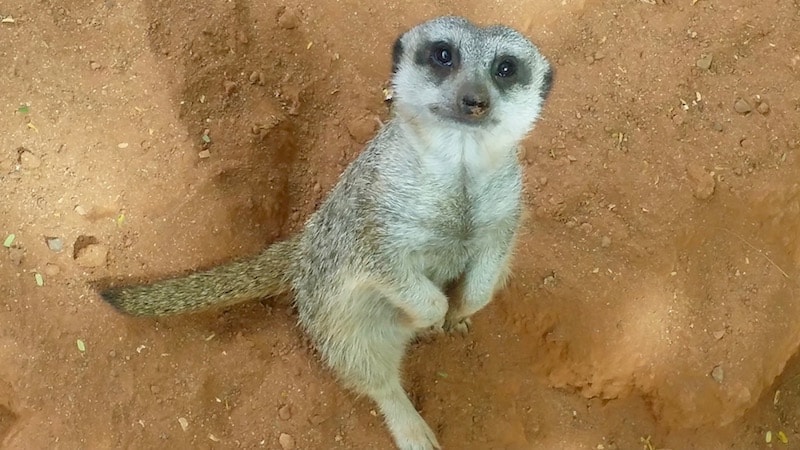 Meerkats