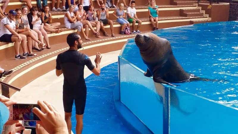 Sea lions show