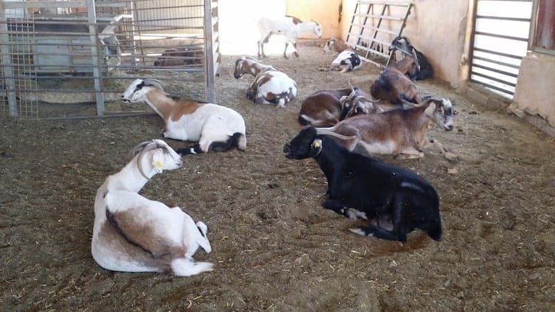 Goat cheese from Fuerteventura