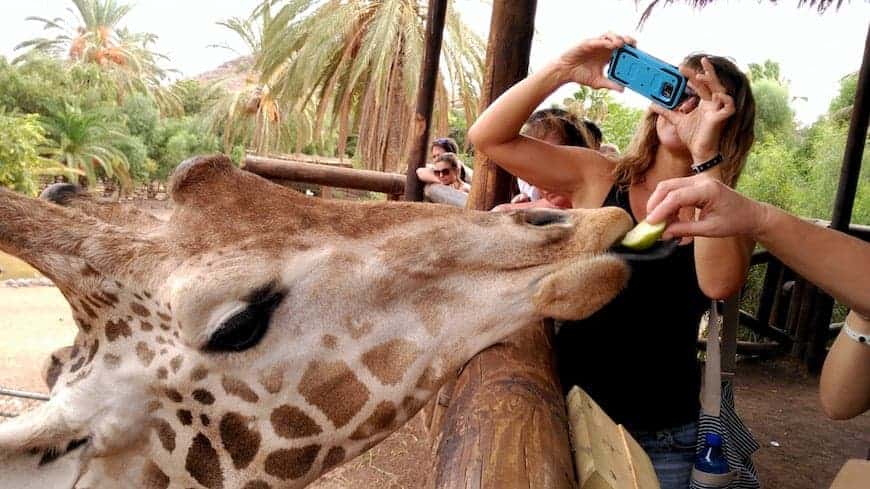 Visitors feeding a giraffe