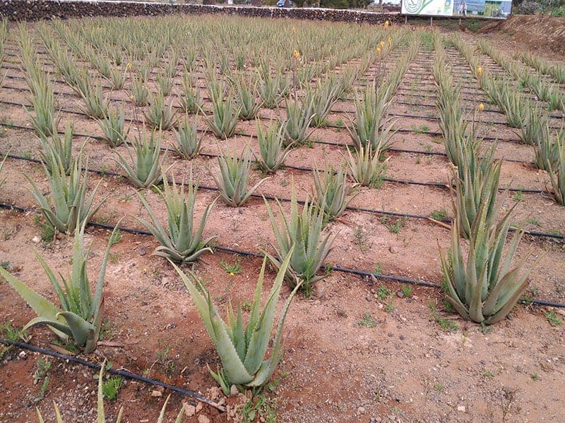 Cultivation of Aloe Vera