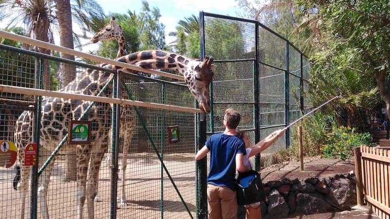 Giraffen begrüßen die Besucher