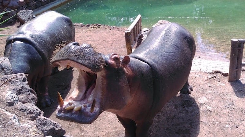 Hipopótamos en el zoo de Fuerteventura