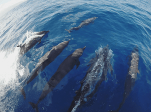 See dolphins in Caleta de Fuste