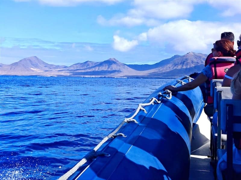 delfin ausflüge fuerteventura