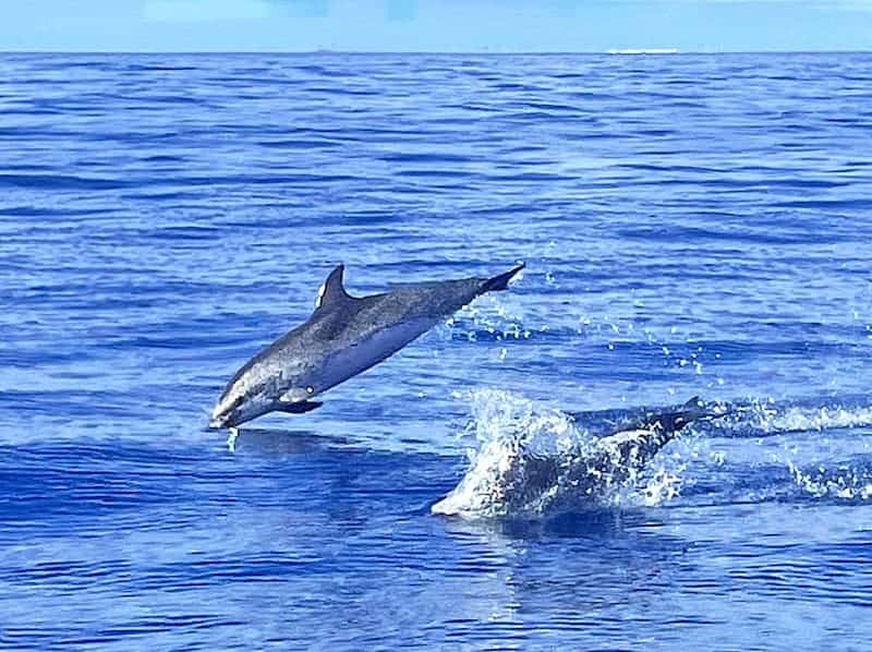 dolphin trip