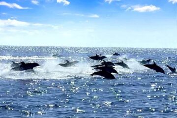 delfines fuerteventura