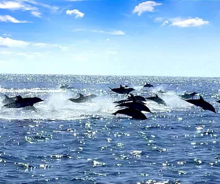 delfines fuerteventura