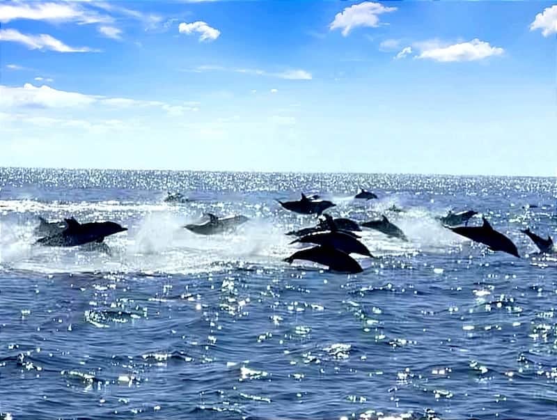 delfines fuerteventura