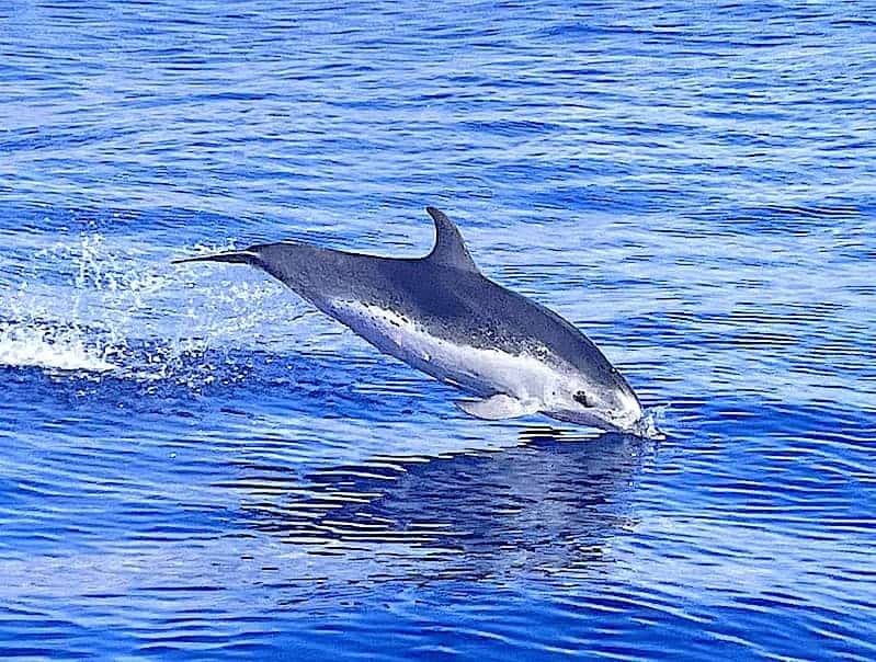 Dolphin watching Morro Jable