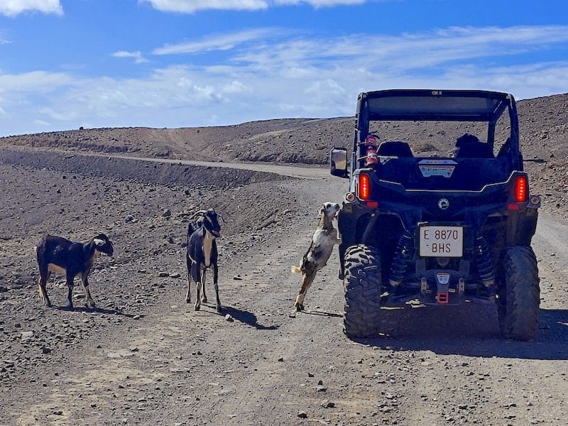 buggy safari morro jable fuerteventura goat