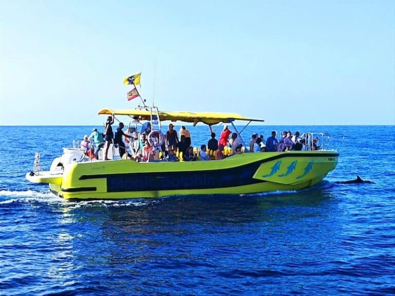 Delfinbeobachtung auf einem Hochgeschwindigkeitsboot